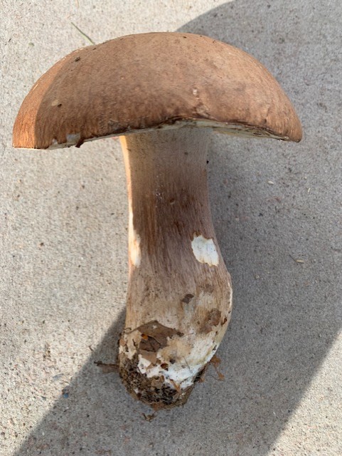 carl johan fynd 22 cm