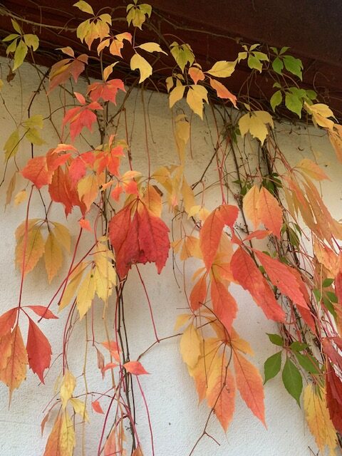 harlig farger rotated