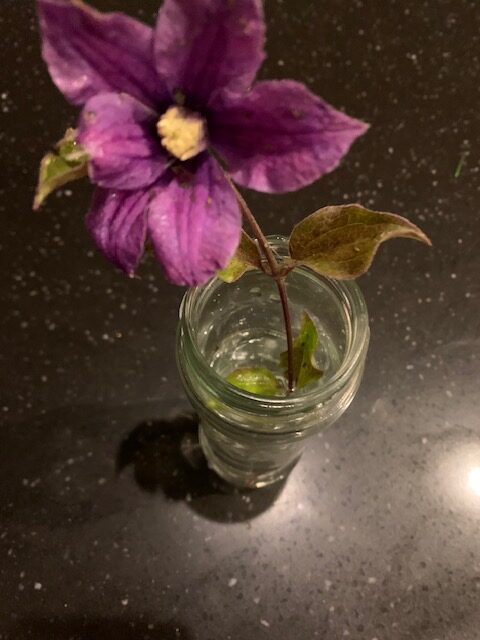 klematis blomma rycktes av i stormen rotated