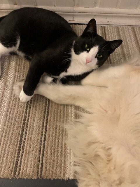 mister o Doris rotated